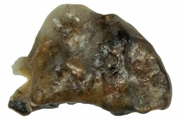 Lunar Meteorite ( g) Section - Touat #303594